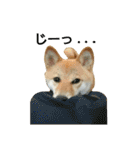 柴犬みりん（個別スタンプ：13）
