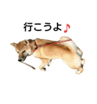 柴犬みりん（個別スタンプ：14）