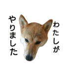柴犬みりん（個別スタンプ：15）