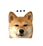 柴犬みりん（個別スタンプ：16）