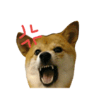 柴犬みりん（個別スタンプ：17）