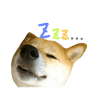 柴犬みりん（個別スタンプ：18）