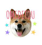 柴犬みりん（個別スタンプ：19）