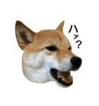 柴犬みりん（個別スタンプ：20）