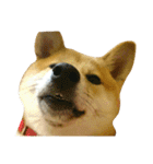 柴犬みりん（個別スタンプ：21）