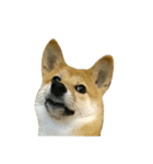 柴犬みりん（個別スタンプ：22）