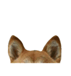 柴犬みりん（個別スタンプ：23）