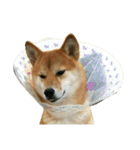 柴犬みりん（個別スタンプ：24）
