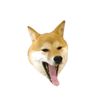 柴犬みりん（個別スタンプ：25）
