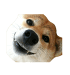 柴犬みりん（個別スタンプ：26）