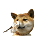 柴犬みりん（個別スタンプ：27）