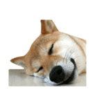 柴犬みりん（個別スタンプ：28）
