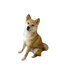 柴犬みりん（個別スタンプ：29）