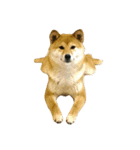 柴犬みりん（個別スタンプ：30）