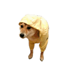 柴犬みりん（個別スタンプ：31）