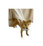 柴犬みりん（個別スタンプ：32）