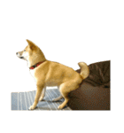 柴犬みりん（個別スタンプ：33）