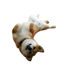 柴犬みりん（個別スタンプ：34）