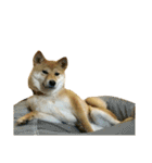 柴犬みりん（個別スタンプ：35）