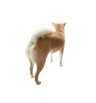 柴犬みりん（個別スタンプ：36）