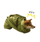 柴犬みりん（個別スタンプ：37）