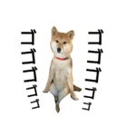 柴犬みりん（個別スタンプ：39）