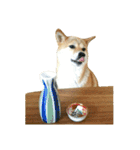 柴犬みりん（個別スタンプ：40）