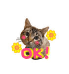 ベンガル猫のミルコ（個別スタンプ：1）