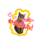 ベンガル猫のミルコ（個別スタンプ：2）
