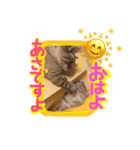ベンガル猫のミルコ（個別スタンプ：3）