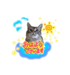 ベンガル猫のミルコ（個別スタンプ：4）