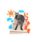 ベンガル猫のミルコ（個別スタンプ：5）