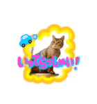 ベンガル猫のミルコ（個別スタンプ：6）