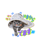 ベンガル猫のミルコ（個別スタンプ：7）