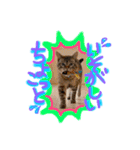 ベンガル猫のミルコ（個別スタンプ：13）
