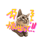 ベンガル猫のミルコ（個別スタンプ：15）