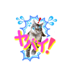 ベンガル猫のミルコ（個別スタンプ：16）