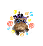 ベンガル猫のミルコ（個別スタンプ：18）