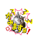 ベンガル猫のミルコ（個別スタンプ：19）