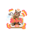 ベンガル猫のミルコ（個別スタンプ：21）