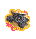 ベンガル猫のミルコ（個別スタンプ：33）