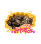 ベンガル猫のミルコ（個別スタンプ：35）