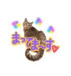 ベンガル猫のミルコ（個別スタンプ：36）