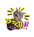 ベンガル猫のミルコ（個別スタンプ：39）