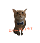 Cat Brothers ~brioche＆chai~（個別スタンプ：3）