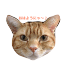 Cat Brothers ~brioche＆chai~（個別スタンプ：4）