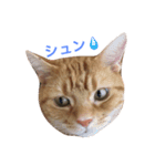 Cat Brothers ~brioche＆chai~（個別スタンプ：5）