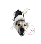 MIX犬 茶太郎（個別スタンプ：2）