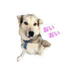 MIX犬 茶太郎（個別スタンプ：3）