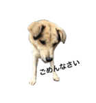 MIX犬 茶太郎（個別スタンプ：4）